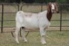 4X BOERBOK OOI/EWE FLOCK FLOCK (PAY PER ANIMAL TO TAKE ALL) - 5