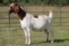 4X BOERBOK OOI/EWE FLOCK FLOCK (PAY PER ANIMAL TO TAKE ALL) - 7