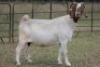 4X BOERBOK OOI/EWE FLOCK FLOCK (PAY PER ANIMAL TO TAKE ALL) - 2