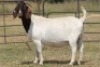 4X BOERBOK OOI/EWE FLOCK FLOCK (PAY PER ANIMAL TO TAKE ALL) - 4