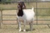 4X BOERBOK OOI/EWE FLOCK FLOCK (PAY PER ANIMAL TO TAKE ALL) - 5