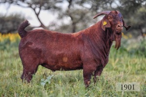 LOT 24 1X RAM Diamantveld Kalahari Reds