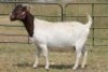 4X BOERBOK OOI/EWE FLOCK FLOCK (PAY PER ANIMAL TO TAKE ALL) - 6