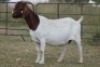 4X BOERBOK OOI/EWE FLOCK FLOCK (PAY PER ANIMAL TO TAKE ALL) - 7