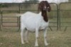 4X BOERBOK OOI/EWE FLOCK FLOCK (PAY PER ANIMAL TO TAKE ALL) - 8