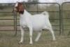 4X BOERBOK OOI/EWE FLOCK FLOCK (PAY PER ANIMAL TO TAKE ALL) - 9