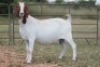 4+1X BOERBOK OOI/EWE FLOCK FLOCK (PAY PER ANIMAL TO TAKE ALL) - 2