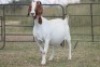 4+1X BOERBOK OOI/EWE FLOCK FLOCK (PAY PER ANIMAL TO TAKE ALL) - 3