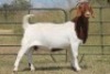 4+1X BOERBOK OOI/EWE FLOCK FLOCK (PAY PER ANIMAL TO TAKE ALL) - 4