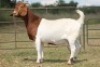 4+1X BOERBOK OOI/EWE FLOCK FLOCK (PAY PER ANIMAL TO TAKE ALL) - 5