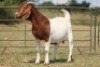 4+1X BOERBOK OOI/EWE FLOCK FLOCK (PAY PER ANIMAL TO TAKE ALL) - 6