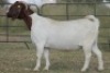 4+1X BOERBOK OOI/EWE FLOCK FLOCK (PAY PER ANIMAL TO TAKE ALL) - 7