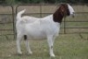 4+1X BOERBOK OOI/EWE FLOCK FLOCK (PAY PER ANIMAL TO TAKE ALL) - 8