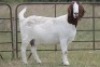 4+1X BOERBOK OOI/EWE FLOCK FLOCK (PAY PER ANIMAL TO TAKE ALL) - 9