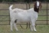 4+1X BOERBOK OOI/EWE FLOCK FLOCK (PAY PER ANIMAL TO TAKE ALL) - 10