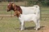 4+4X BOERBOK OOI/EWE FLOCK FLOCK (PAY PER ANIMAL TO TAKE ALL) - 2