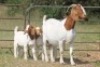 4+4X BOERBOK OOI/EWE FLOCK FLOCK (PAY PER ANIMAL TO TAKE ALL) - 3