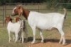 4+4X BOERBOK OOI/EWE FLOCK FLOCK (PAY PER ANIMAL TO TAKE ALL) - 4