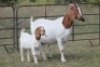 4+4X BOERBOK OOI/EWE FLOCK FLOCK (PAY PER ANIMAL TO TAKE ALL) - 5