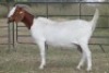4+4X BOERBOK OOI/EWE FLOCK FLOCK (PAY PER ANIMAL TO TAKE ALL) - 6