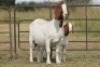 4+4X BOERBOK OOI/EWE FLOCK FLOCK (PAY PER ANIMAL TO TAKE ALL) - 7