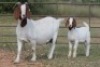 4+4X BOERBOK OOI/EWE FLOCK FLOCK (PAY PER ANIMAL TO TAKE ALL) - 8