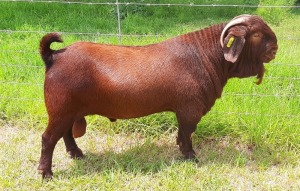 LOT 16 1X RAM Albian Stud STOET