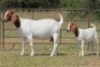 4+4X BOERBOK OOI/EWE FLOCK FLOCK (PAY PER ANIMAL TO TAKE ALL) - 9