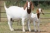 4+4X BOERBOK OOI/EWE FLOCK FLOCK (PAY PER ANIMAL TO TAKE ALL) - 10