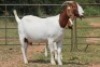 4+4X BOERBOK OOI/EWE FLOCK FLOCK (PAY PER ANIMAL TO TAKE ALL) - 11