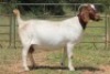 4X BOERBOK OOI/EWE FLOCK FLOCK (PAY PER ANIMAL TO TAKE ALL) - 2