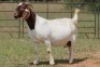 4X BOERBOK OOI/EWE FLOCK FLOCK (PAY PER ANIMAL TO TAKE ALL) - 3