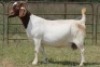 4X BOERBOK OOI/EWE FLOCK FLOCK (PAY PER ANIMAL TO TAKE ALL) - 4
