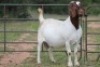 4X BOERBOK OOI/EWE FLOCK FLOCK (PAY PER ANIMAL TO TAKE ALL) - 5