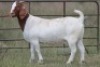 4X BOERBOK OOI/EWE FLOCK FLOCK (PAY PER ANIMAL TO TAKE ALL) - 6
