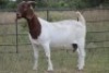 4X BOERBOK OOI/EWE FLOCK FLOCK (PAY PER ANIMAL TO TAKE ALL) - 7