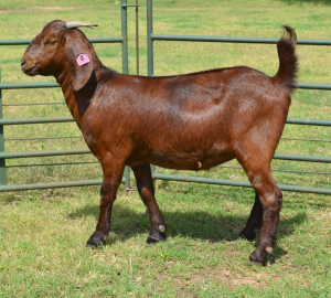 LOT 71 1X OOI/EWE Fermar Kalahari Reds STOET 