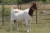 4X BOERBOK OOI/EWE FLOCK FLOCK (PAY PER ANIMAL TO TAKE ALL) - 8
