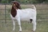 4X BOERBOK OOI/EWE FLOCK FLOCK (PAY PER ANIMAL TO TAKE ALL) - 9