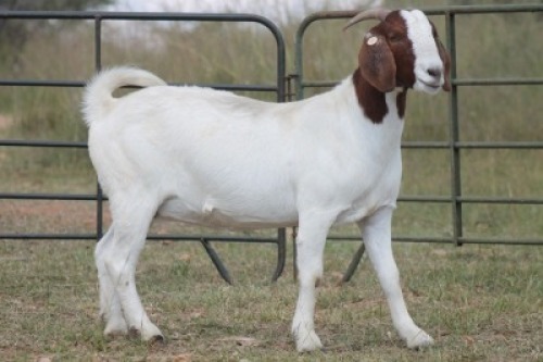 4X BOERBOK OOI/EWE FLOCK FLOCK (PAY PER ANIMAL TO TAKE ALL)