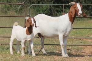 3X BOERBOK OOI/EWE FLOCK FLOCK (PAY PER ANIMAL TO TAKE ALL)