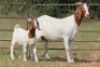 3X BOERBOK OOI/EWE FLOCK FLOCK (PAY PER ANIMAL TO TAKE ALL)