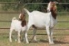 3X BOERBOK OOI/EWE FLOCK FLOCK (PAY PER ANIMAL TO TAKE ALL) - 2