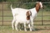3X BOERBOK OOI/EWE FLOCK FLOCK (PAY PER ANIMAL TO TAKE ALL) - 5