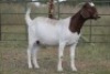 3X BOERBOK OOI/EWE FLOCK FLOCK (PAY PER ANIMAL TO TAKE ALL) - 6