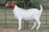3X BOERBOK OOI/EWE FLOCK FLOCK (PAY PER ANIMAL TO TAKE ALL) - 7