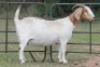 4X BOERBOK OOI/EWE FLOCK FLOCK (PAY PER ANIMAL TO TAKE ALL) - 6