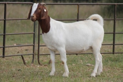 4X BOERBOK OOI/EWE FLOCK FLOCK (PAY PER ANIMAL TO TAKE ALL)