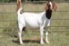 4X BOERBOK OOI/EWE FLOCK FLOCK (PAY PER ANIMAL TO TAKE ALL) - 4