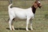 4X BOERBOK OOI/EWE FLOCK FLOCK (PAY PER ANIMAL TO TAKE ALL) - 5